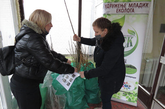 Oko 600 stabala belog jasena biće zasađeno u Šapcu