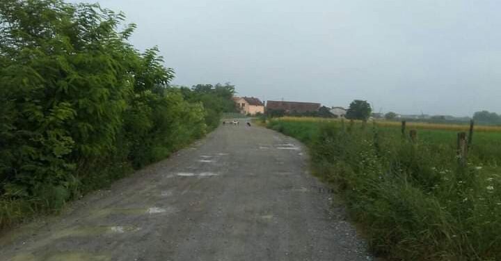 Kostadinovića put i šest pasa lutalica