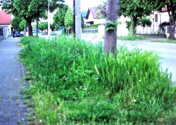 Šabac u očima građana