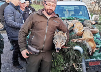 Hajka na vuka 