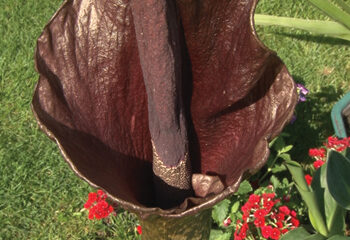 Najsmrdljiviji cvet raste u Badovincima