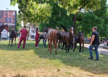 Veterinari uhvatili konje