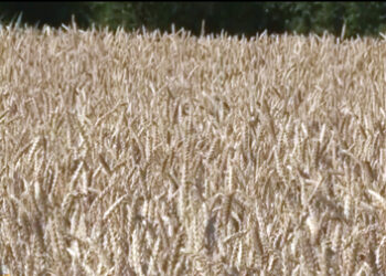 Krenula žetva u Mačvi