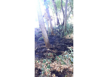 Ne palite mi bagrenje