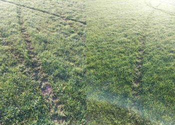 Šenlučenje u Mačvanskom Pričinoviću