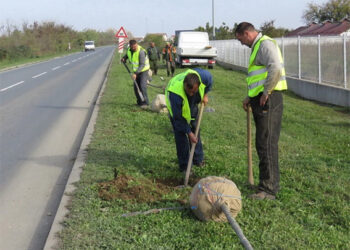 Sadnja novog drvoreda u Ulici zapadna transverzala II
