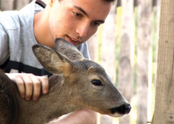 Srna Lenka uživa u dvorištu sa domaćim životnjama