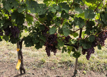 Bagrina kroz praksu i kroz nauku