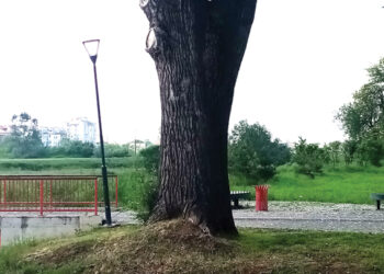 Najstarije drveće u Šapcu
