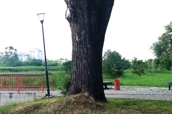 Najstarije drveće u Šapcu