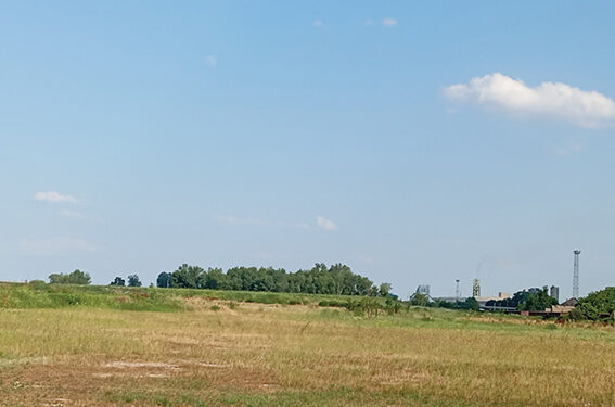 Gde je drveće na Dudari