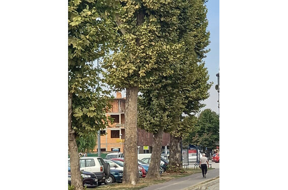 Drvored velikog hlada