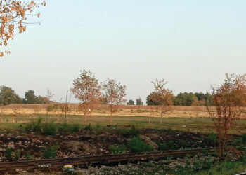 Ozelenela Dudara