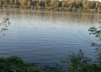 Sava kod Mrđenovca