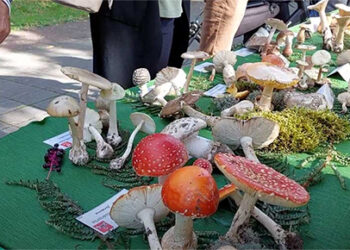 Banja Koviljača 27. put domaćin izložbe gljiva