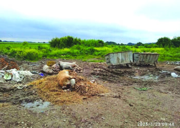 Leševi životinja i dalje na deponijama