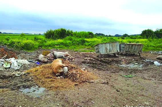 Leševi životinja i dalje na deponijama