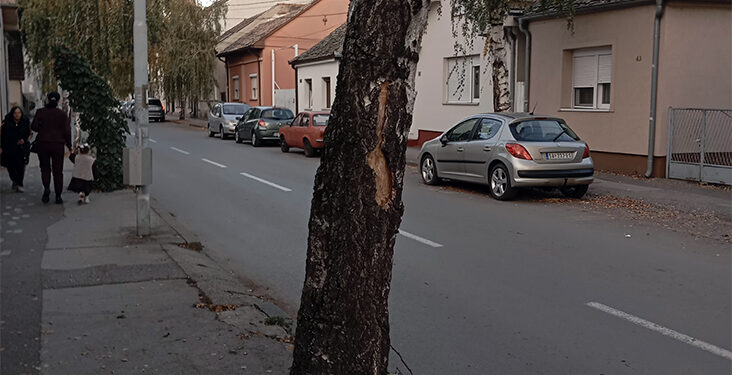 Štrče posečena stabla