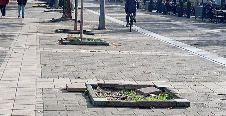 Godine čekanja na novo stablo