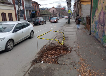 Povađena posečena stabla