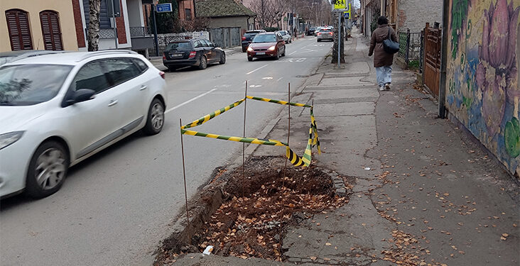 Povađena posečena stabla
