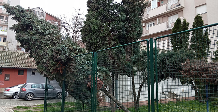 Stablo nema ko da skloni