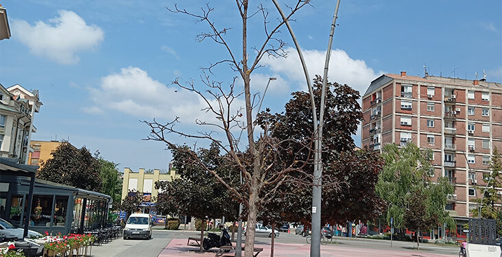 Sasušena stabla na gradskom trgu